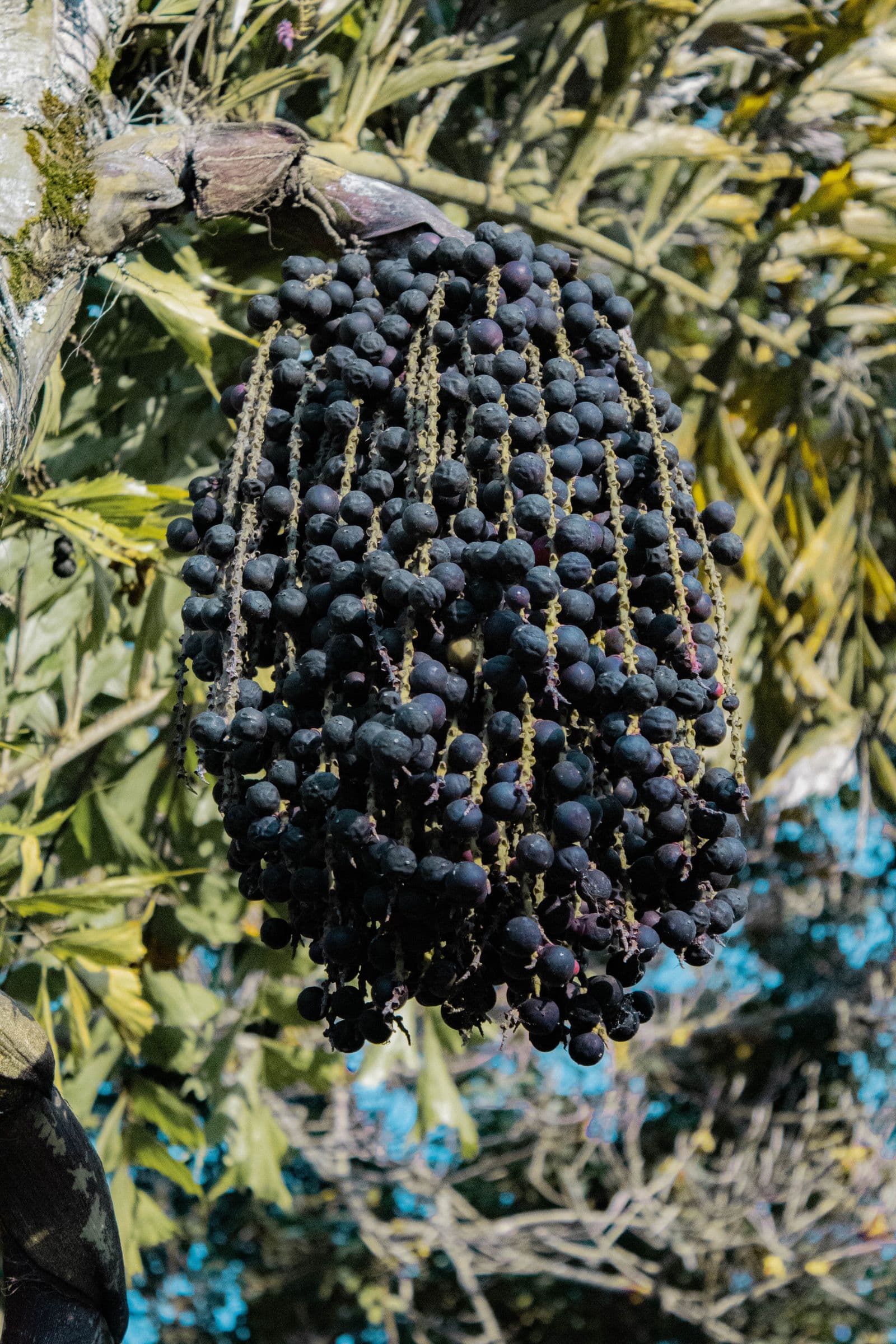 Cluster of açaí berries ripening on the palm. Photo by Saidis (Pexels)