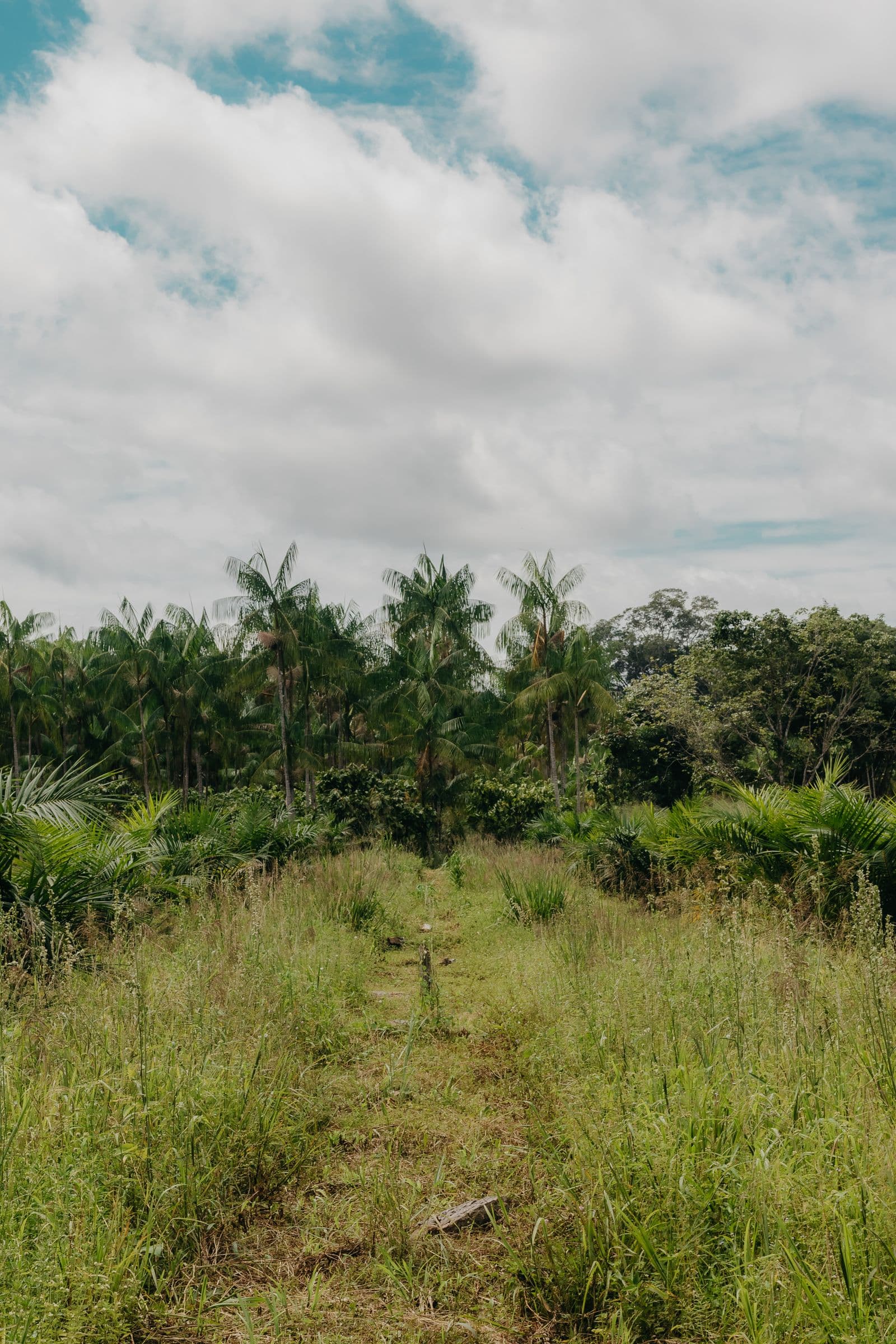 Açaí palms in Tomé-Açu, state of Pará, Brazil. Photo by Kawê Rodrigues (Pexels)